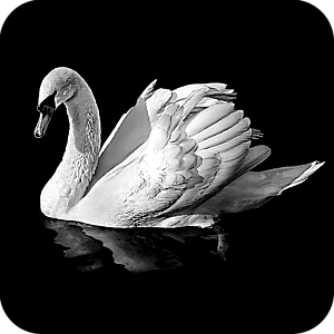 Фото Птицы шаблон 6