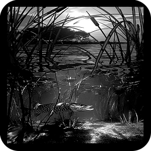 Фото Фон шаблон 205