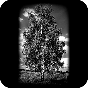 Фото Фон шаблон 57