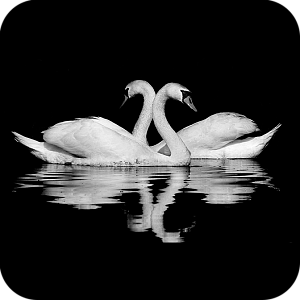 Фото Птицы шаблон 8
