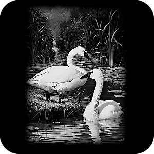 Фото Птицы шаблон 20