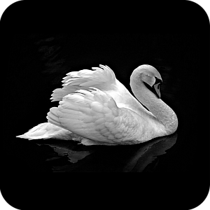 Фото Птицы шаблон 12