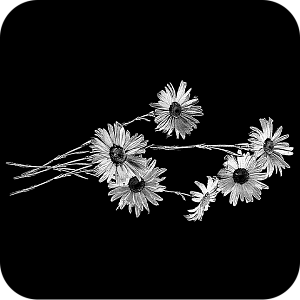 Фото Цветы шаблон 377
