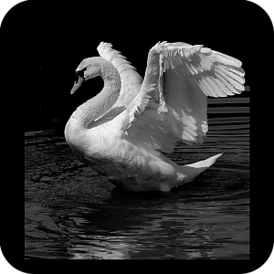 Фото Птицы шаблон 7