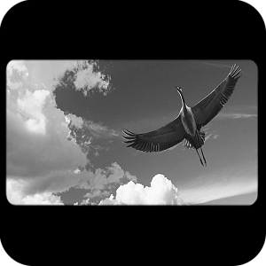 Фото Птицы шаблон 23