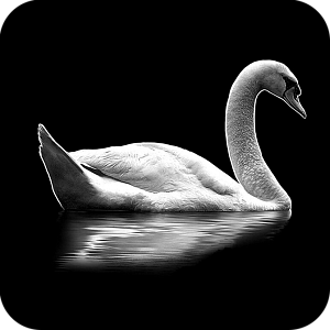Фото Птицы шаблон 5